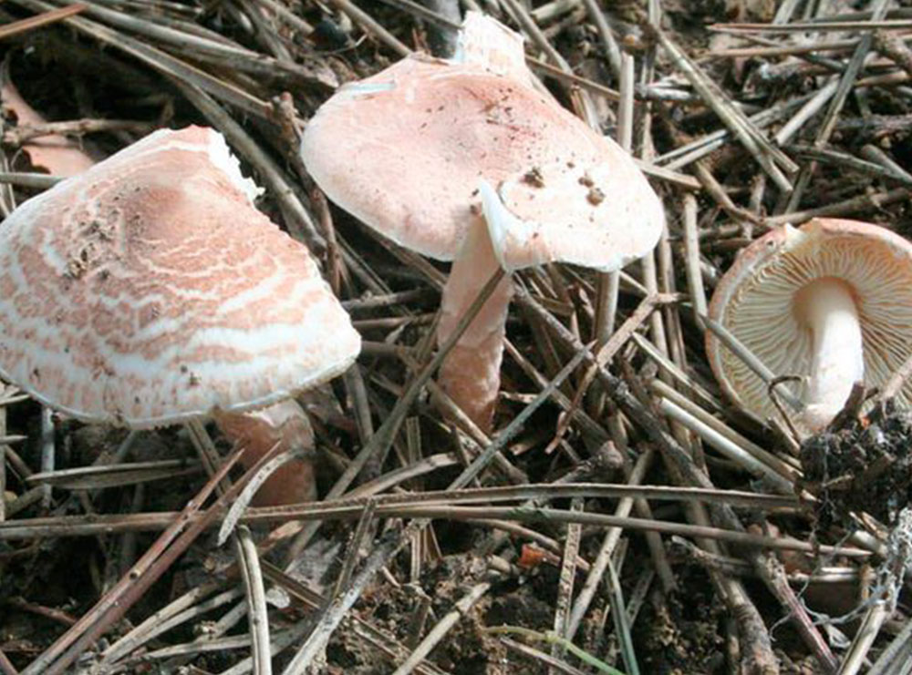 Ndarja nga jeta e tre familjarëve nga Kosova/ Ish-ministri tregon si mund t’i dalloni kërpudhat helmuese “Kësula e Vdekjes”