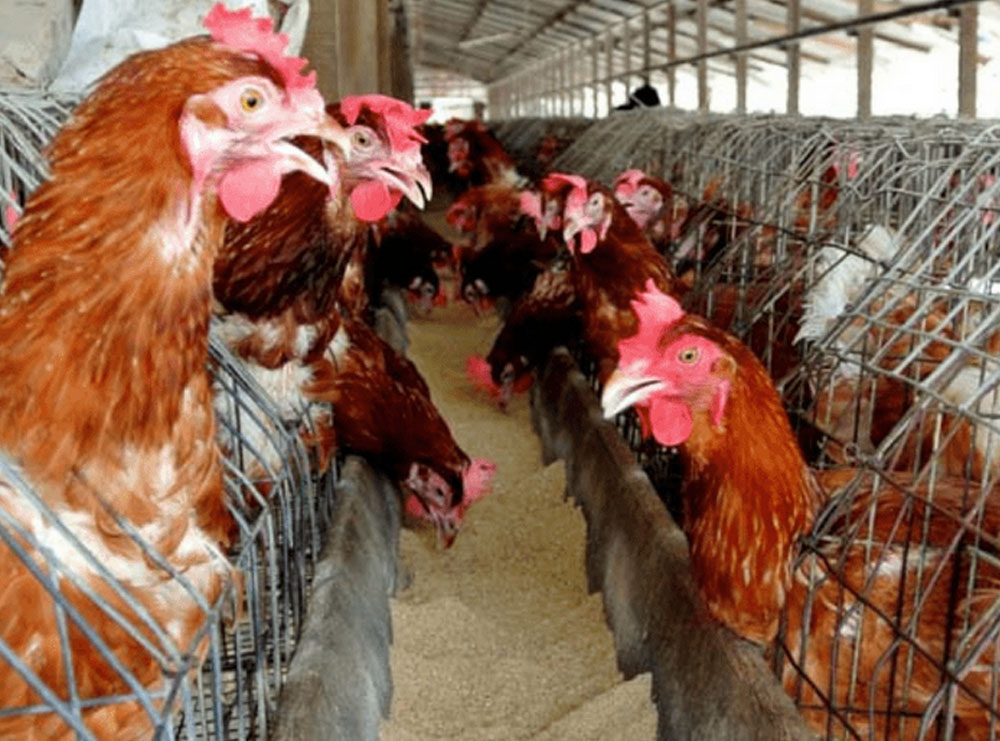 Sëmuren pulat: Fermat në karantinë