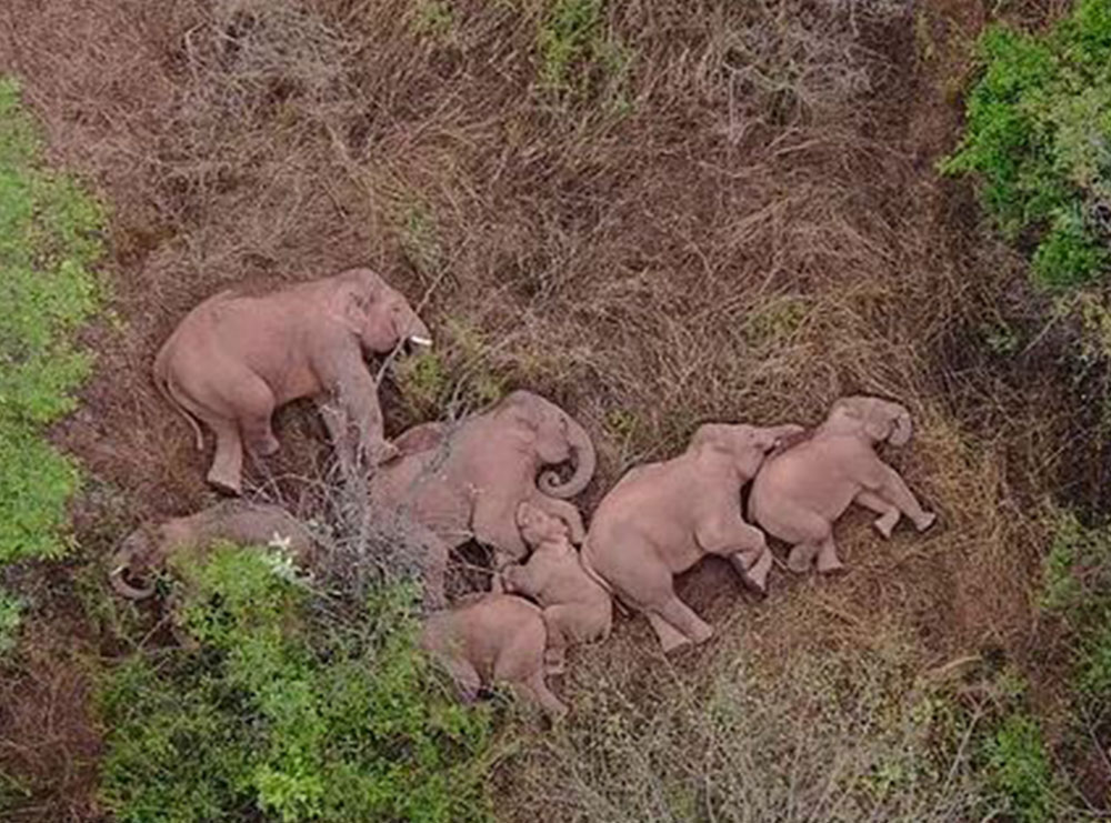 24 elefant pinë alkoolin e prodhuar nga fshatarët në Indi e futen në gjumë thellë, autoritet i zgjojnë me daulle