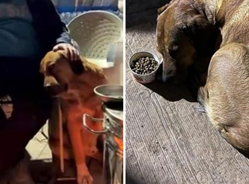 VIDEO prekëse/ 9-vjeçarja doli e pajetë nga rrënojat, qeni i saj ndalon së ngrëni që prej asaj dite