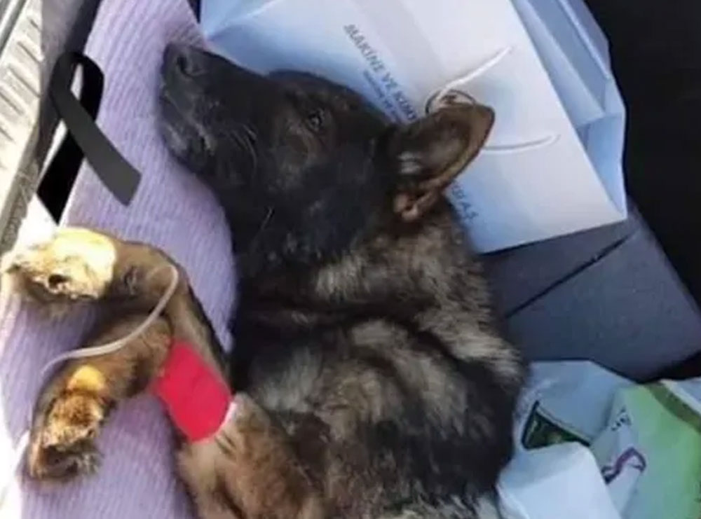 E trishtë! Ngordh qeni që shpëtoi dy njerëz nga gërmadhat e tërmetit në Turqi