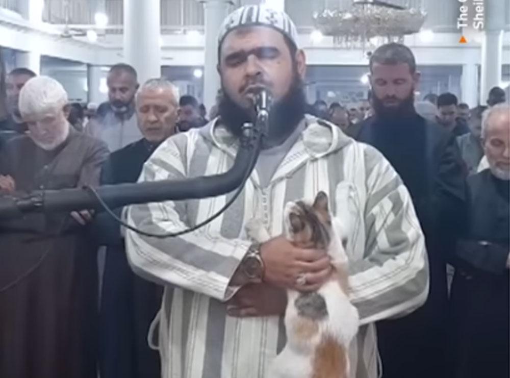 VIRALE/ Macja i ngjitet imamit gjatë faljes së Ramazanit