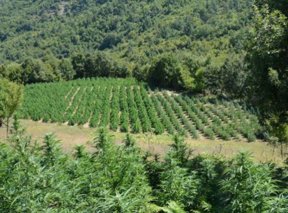 Analiza: Veriu i Shqipërisë, zona ku është më i përhapur fenomeni i kultivimit të bimëve narkotike